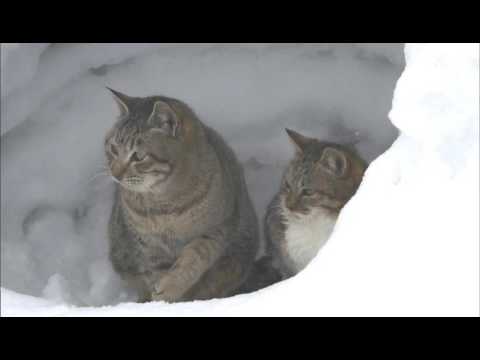 ネコパーーーーンチ