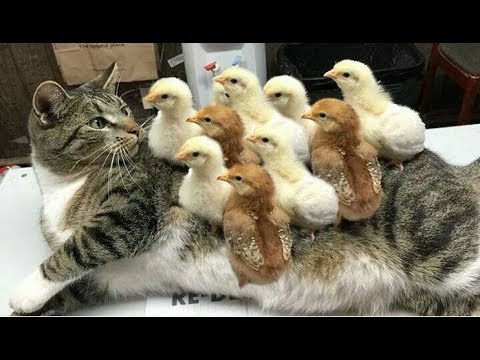 ネコちゃんの反応とお顔が超カワです。