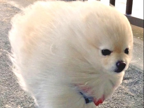 どこから見てもまるでぬいぐるみ！