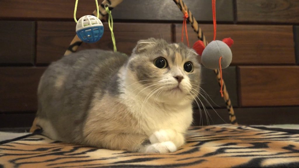 甘えたい年頃ですよ？