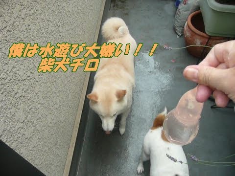 水遊び大反対！！！