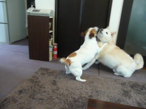 柴犬君。遊んでもらっています。