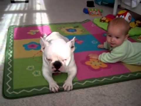 赤ちゃんにハイハイを教えるブルドック！