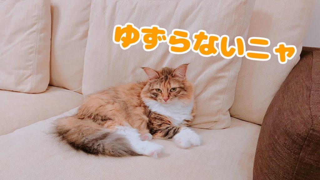 新しい物は全部私のものだにゃ♪