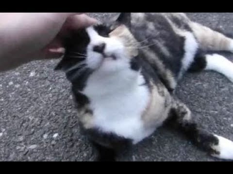 かまってほしい野良猫たち