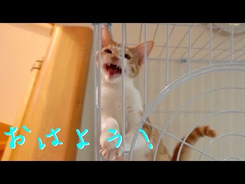 甘えたい年頃なのです！かまってよ！！