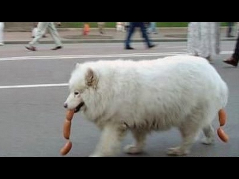 ワンちゃんオモシロ大集合