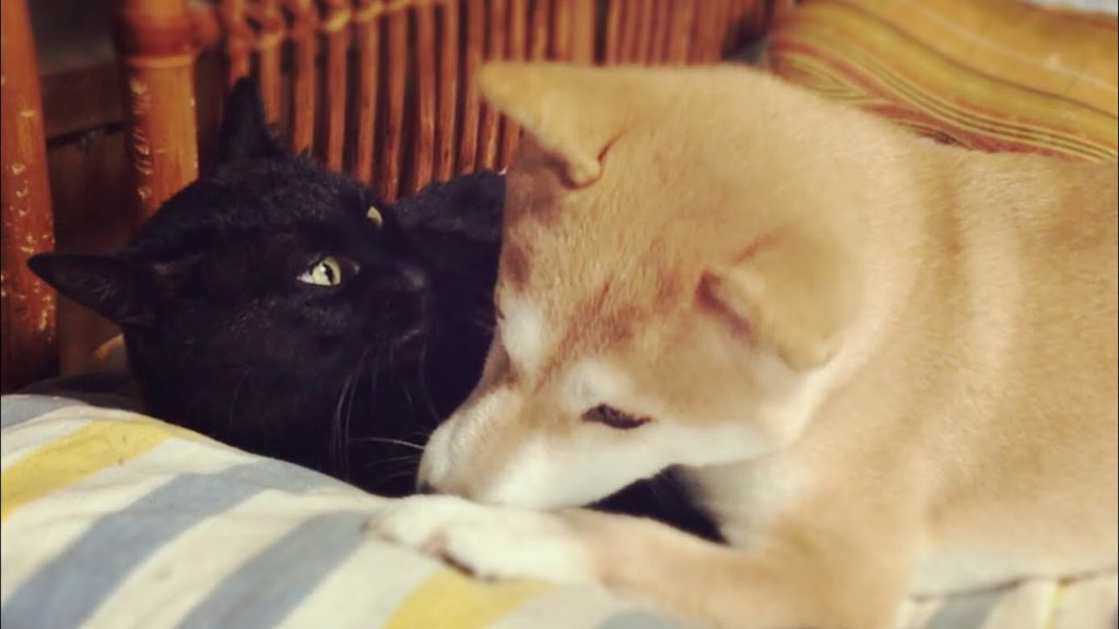 ワンニャンペロペロ