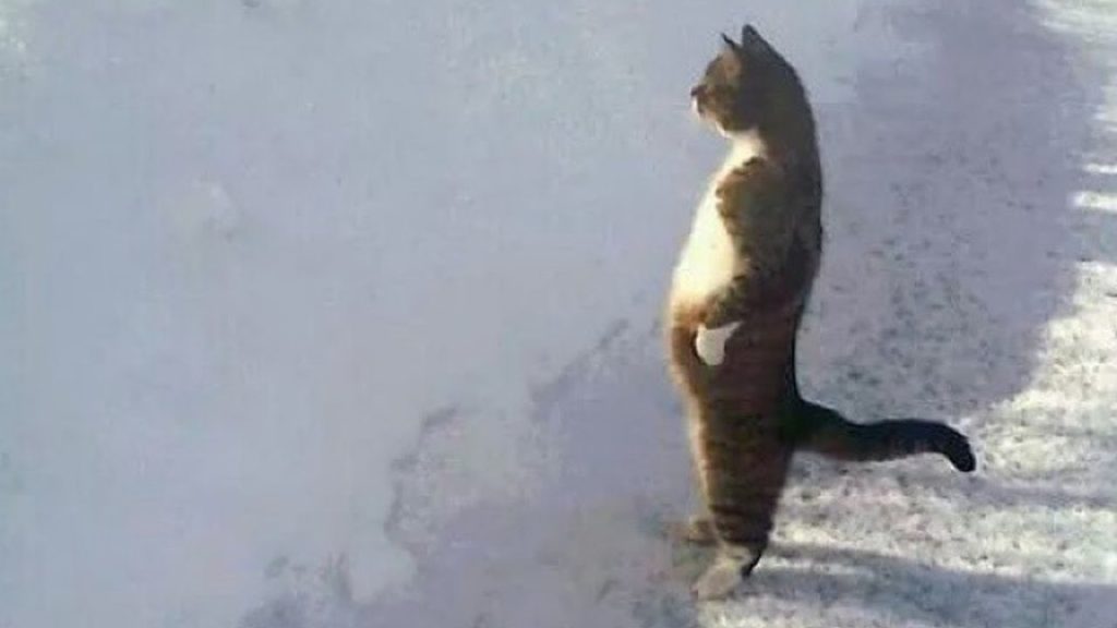 猫くんパフォーマンス笑（しよう）