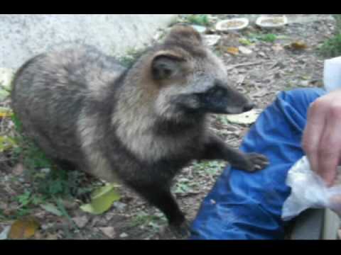 タヌキくん怖いもの知らず！？