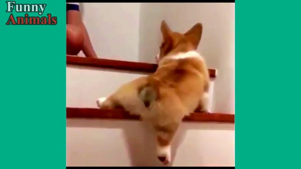 犬くんと階段