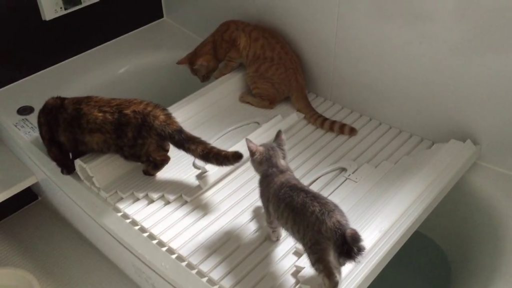 みずもしたたる・・・？