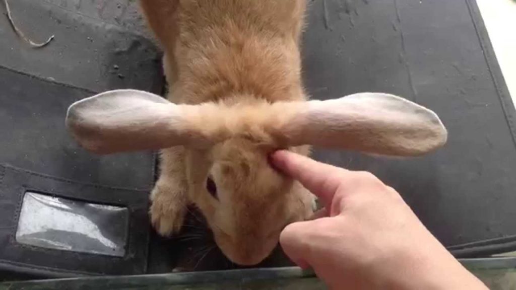 ウサギくんの気苦労