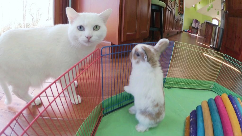 どっちの縄張り？