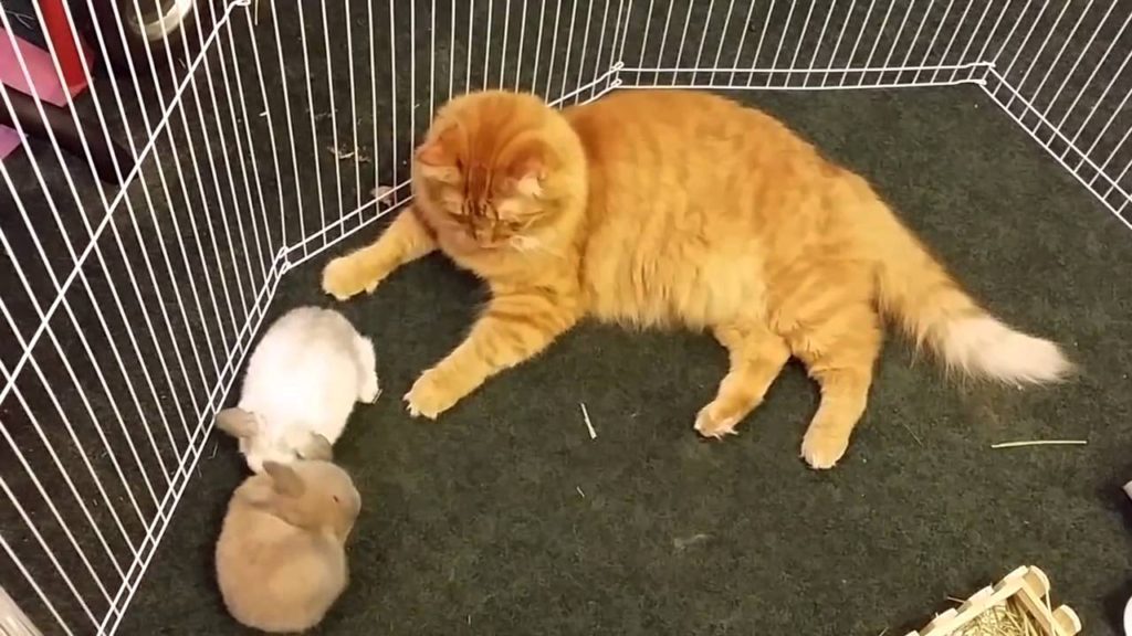 動物界の接待？