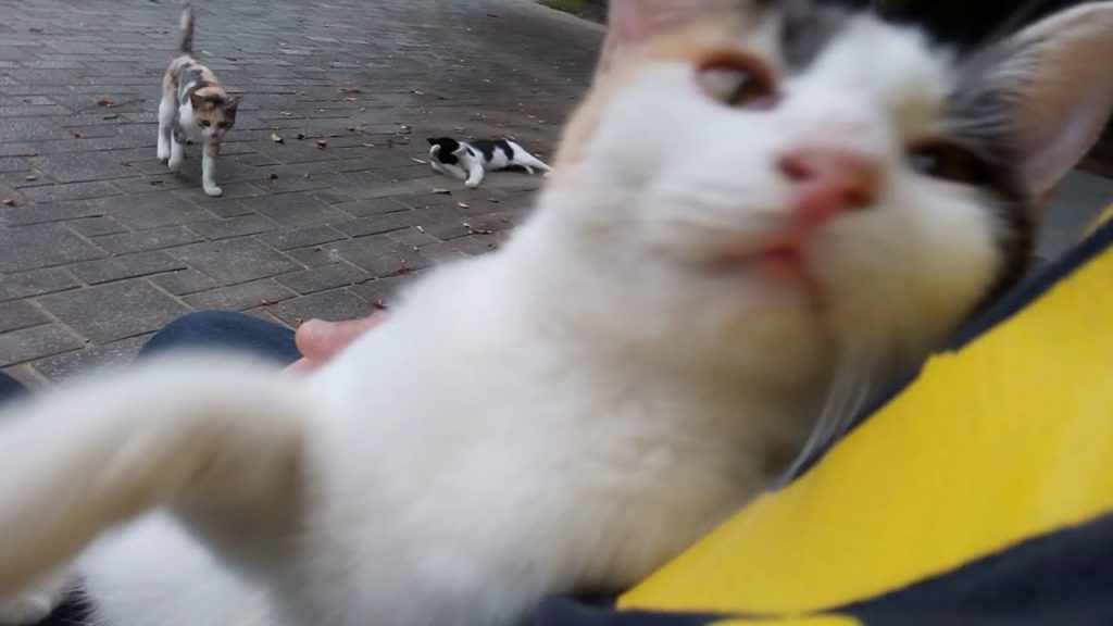 親もかまってほしいよ