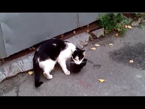 人の手も借りたい？