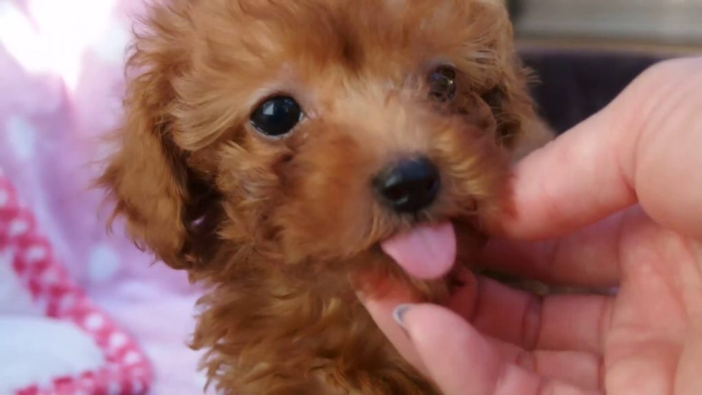 大冒険のトイプードルちゃんだよ～(^-^)