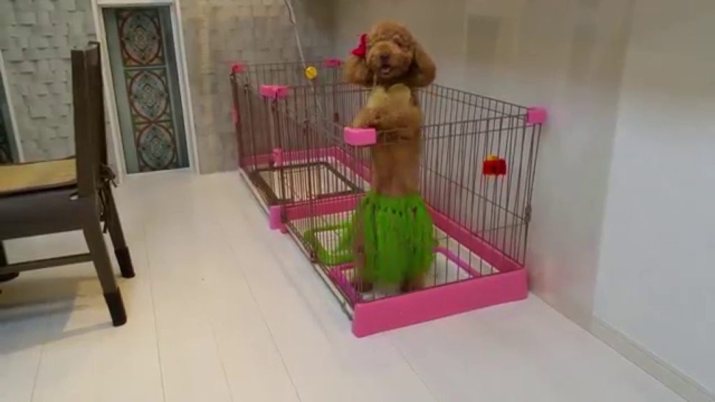 ワンだフルダンシング！！