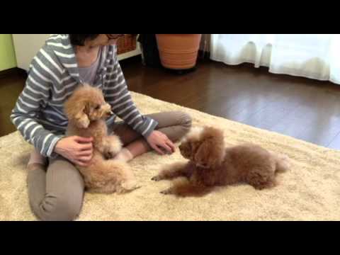 トイプーくんのやきもち