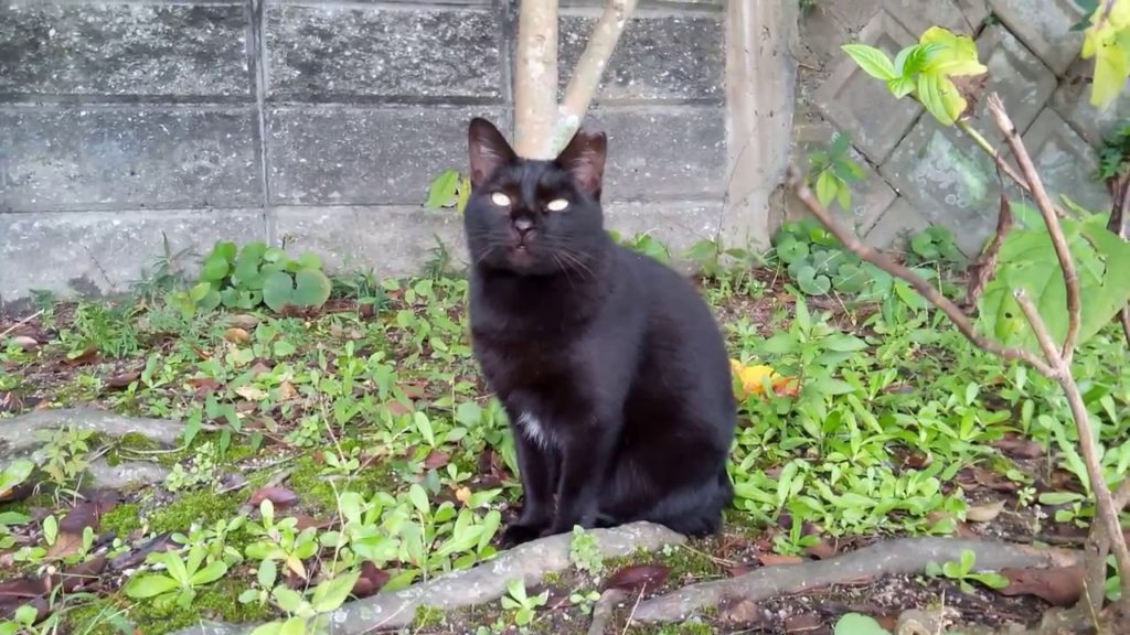 よごれてもいい？