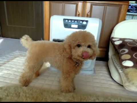 トイプーは天職