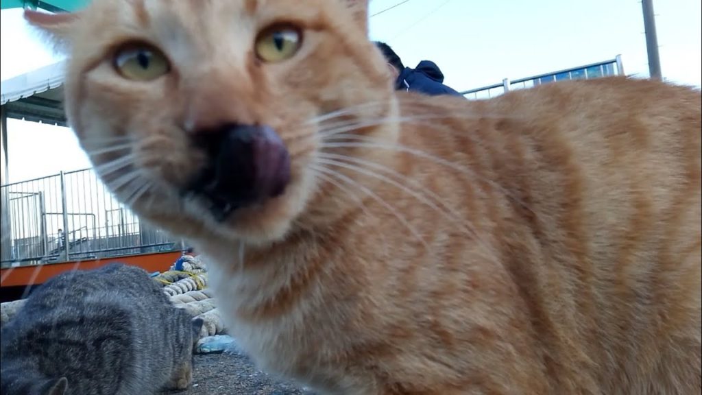 お歯黒べったり