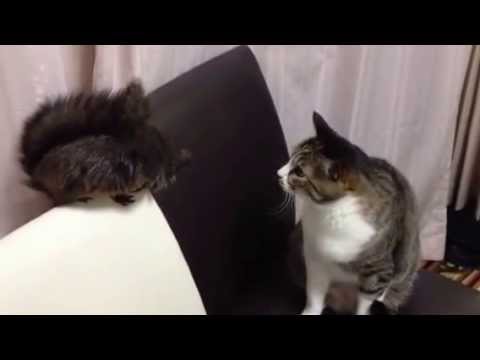 友達になれるか？