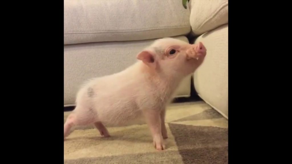 コブタくんいいね