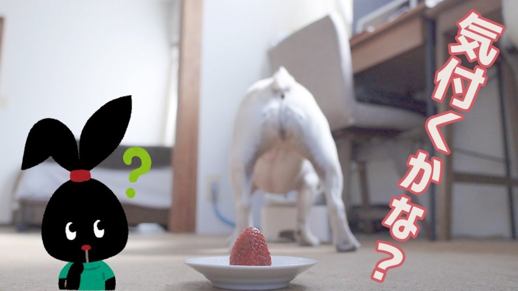 大好きなイチゴに気付くかな？