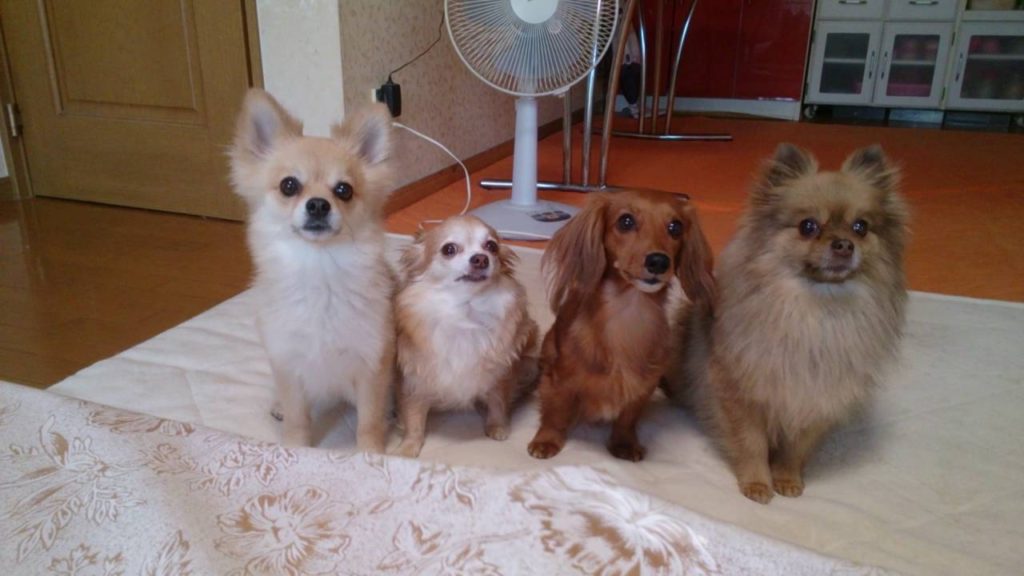 かわいいワンちゃん達のしぐさに癒されます！