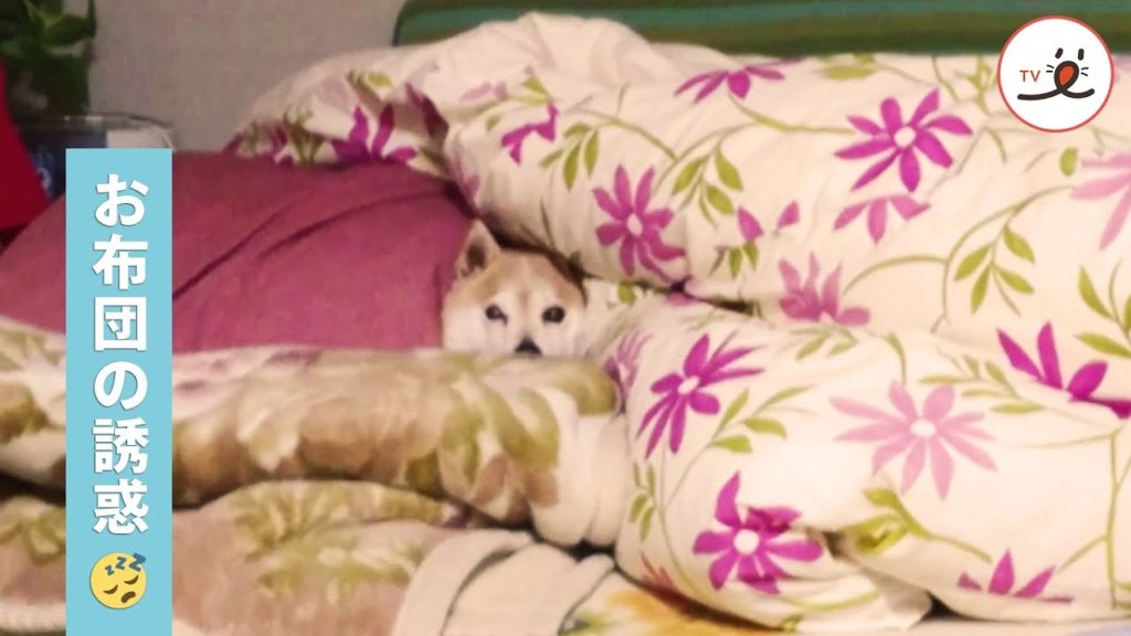 もうそろそろ起きなきゃ、ごはんあげないぞ！