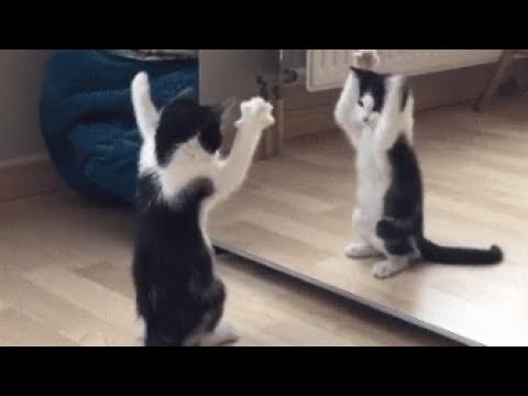 猫ちゃんのかわいくて面白い映像！