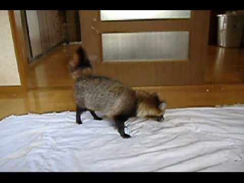 タヌキくん、気をしっかり