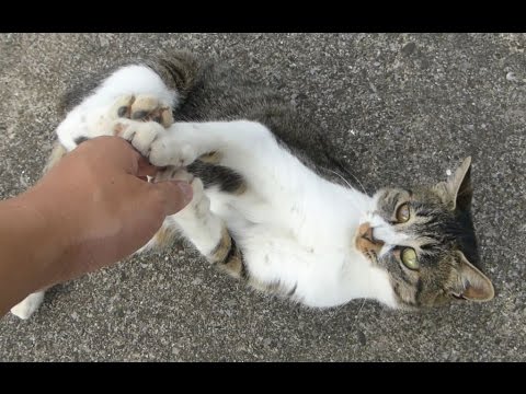 人間なんてちょろい（笑）