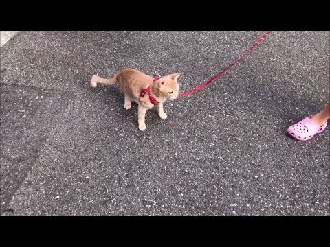 違和感が・・・