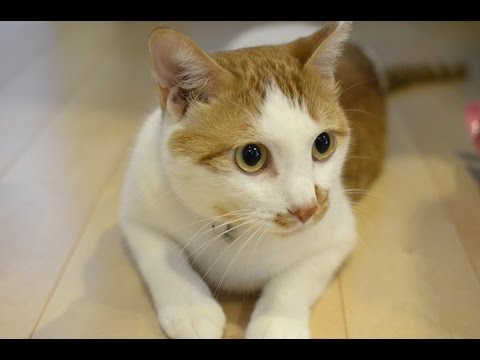 マッサージすれば？