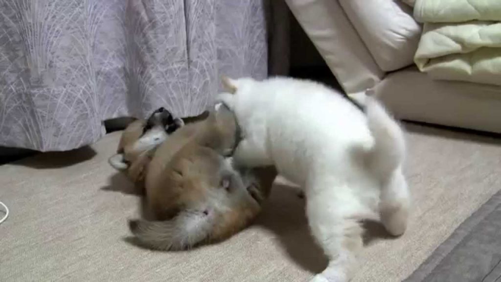 ひたすら元気！