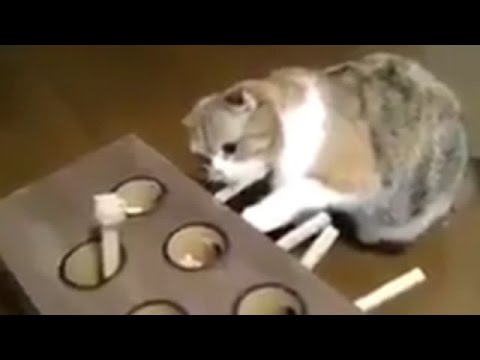 もぐらたたきで游ぶネコちゃん！