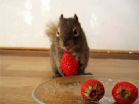 美味しそうにいちごを食べるリスちゃん