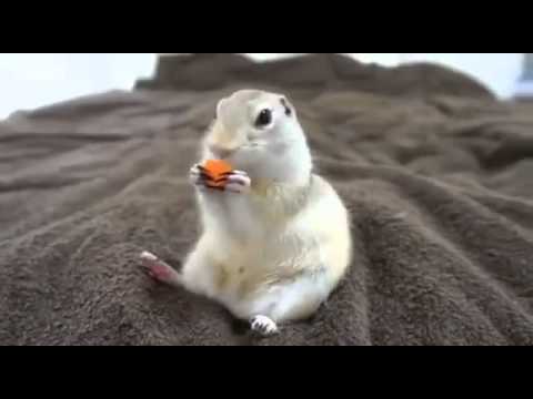 朝ご飯を食べるリス