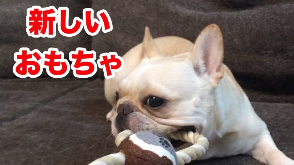 新しいおもちゃで遊ぶフレンチブルドックのポロロ