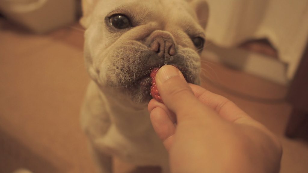 いちごの美味しさに目覚めてしまったフレンチブルドックのこうめ