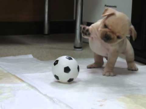 ひたすらきゅうりを食べ続けるジリス