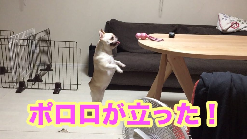 おもちゃ欲しさに二足立ちするフレンチブルドックのポロロ