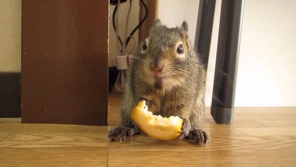 バナナをスイカみたいにむさぼり食うリスちゃん笑