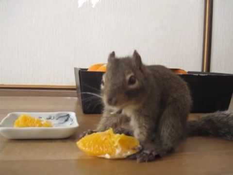 ネーブル中毒？