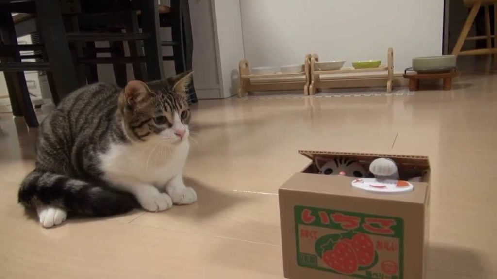 みかん箱の中の子猫に反応するにゃんこちゃん