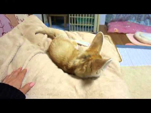 ぼくも癒やして