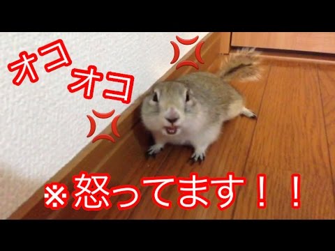 ぼくも怒ります！